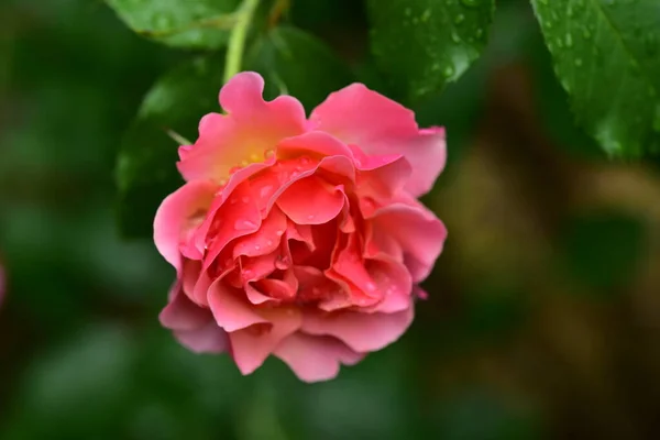 Naik Bunga Yang Sangat Cantik Berwarna Warni Menutup Pandangan Kebun — Stok Foto