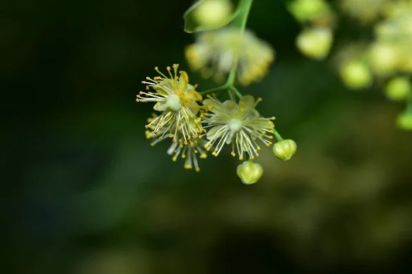 Bel Colpo Botanico Carta Parati Naturale — Foto Stock