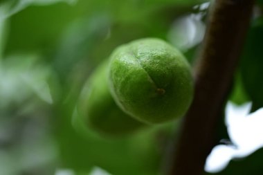 bir ağacın yeşil yaprakları