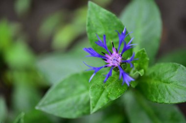 Bahçedeki çok güzel rengarenk bahar çiçekleri.