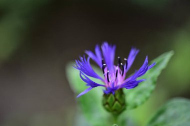 Bahçedeki çok güzel rengarenk bahar çiçekleri.