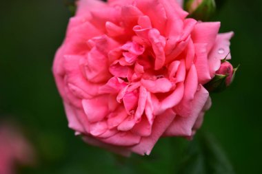 Gül çok güzel renkli çiçek Bahçede yakın görünüm