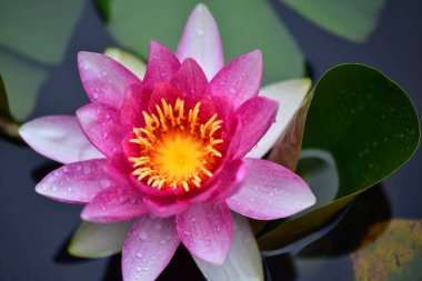 Gölette güzel nilüfer çiçeği