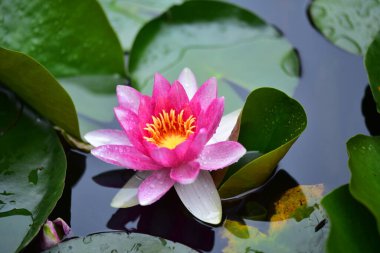 Gölette güzel nilüfer çiçeği