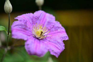 Bahçedeki çok güzel rengarenk bahar çiçekleri.