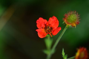 Bahçedeki çok güzel rengarenk bahar çiçekleri.