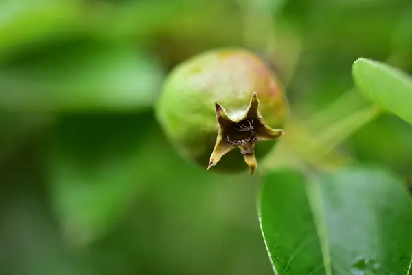 Gros Plan Une Feuille Verte Une Figue — Photo