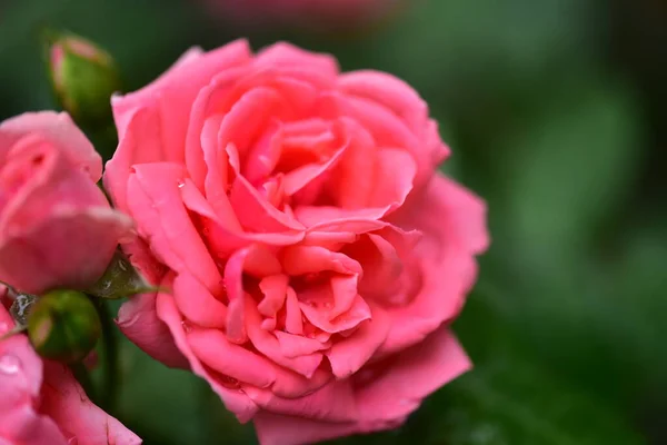 Rózsa Nagyon Szép Színes Virág Közelről Kilátás Kertben — Stock Fotó