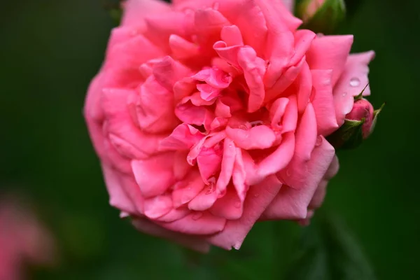 Rose Très Jolie Fleur Colorée Vue Rapprochée Dans Jardin — Photo