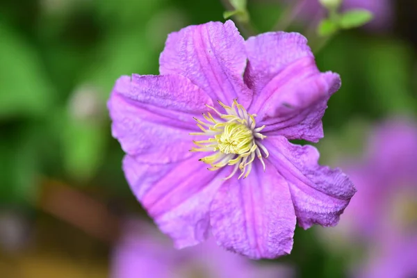 Les Très Belles Fleurs Printemps Colorées Dans Jardin Gros Plan — Photo