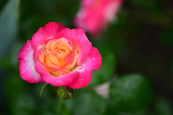 Ros Den Mycket Vackra Färgglada Blomman Närbild Trädgården — Stockfoto