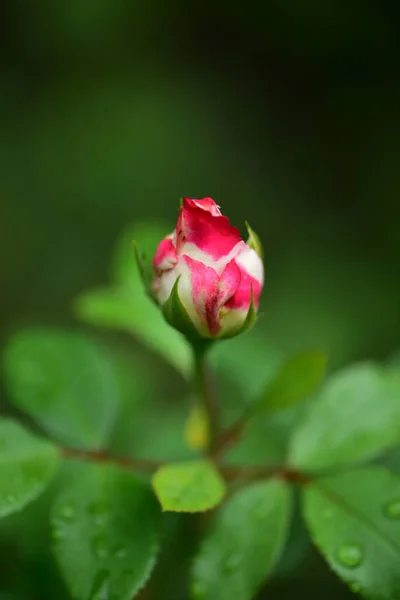 Τριαντάφυλλο Πολύ Όμορφο Πολύχρωμο Λουλούδι Από Κοντά Θέα Στον Κήπο — Φωτογραφία Αρχείου