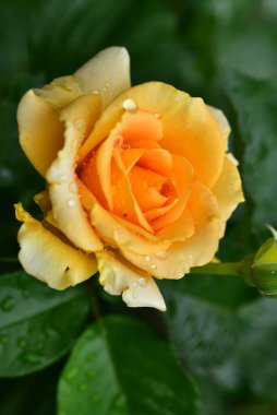 Gül çok güzel renkli çiçek Bahçede yakın görünüm