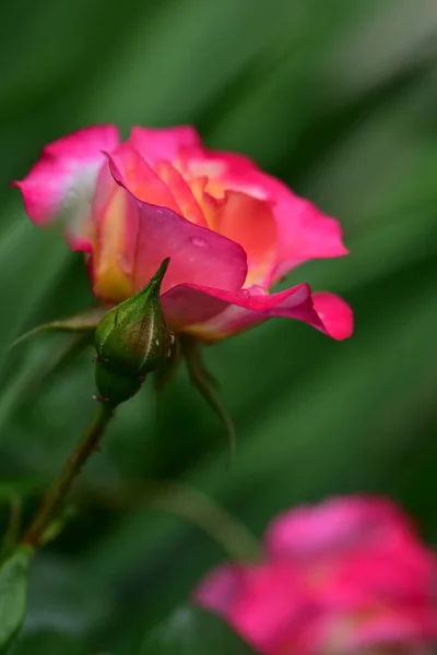 Gül Çok Güzel Renkli Çiçek Bahçede Yakın Görünüm — Stok fotoğraf