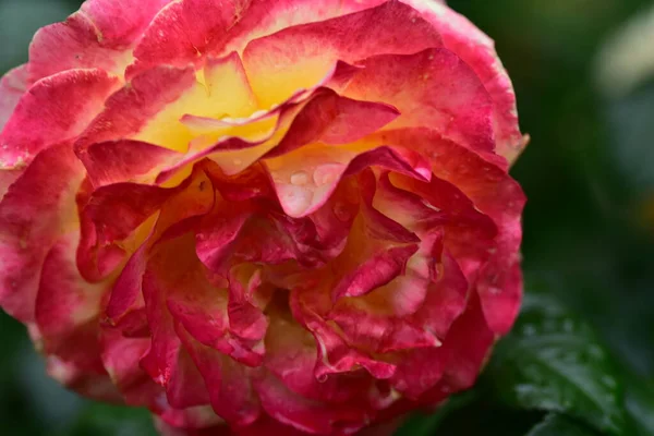 Růže Velmi Pěkné Barevné Květiny Zblízka Pohled Zahradě — Stock fotografie