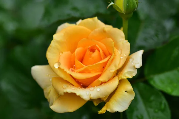 Stieg Die Sehr Hübsche Bunte Blume Nahsicht Garten — Stockfoto