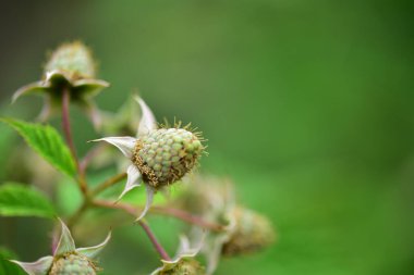 Bahçedeki çok güzel rengarenk bahar çiçekleri.