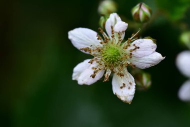 Bahçedeki çok güzel rengarenk bahar çiçekleri.