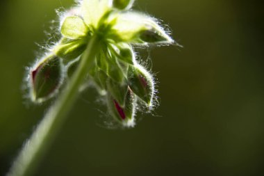 Bahçedeki çok güzel rengarenk bahar çiçekleri.