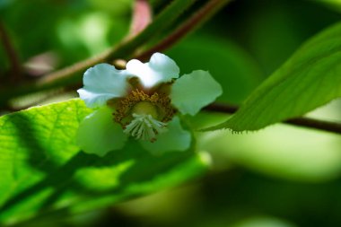 Güzel botanik fotoğrafı, doğal duvar kağıdı.