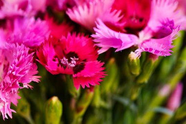 Bahçedeki çok güzel rengarenk bahar çiçekleri.