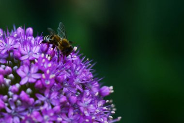 Bir çiçekte polen topluyorum.