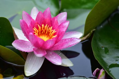 Gölette güzel nilüfer çiçeği