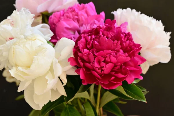 Pioenroos Zeer Mooie Kleurrijke Bloemen Van Dichtbij Bekijken Tuin — Stockfoto