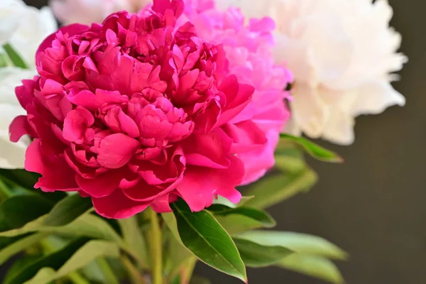 Pioenroos Zeer Mooie Kleurrijke Bloemen Van Dichtbij Bekijken Tuin — Stockfoto