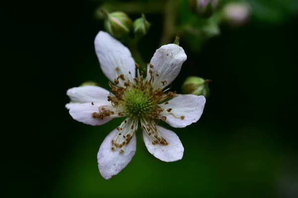 Les Très Belles Fleurs Printemps Colorées Dans Jardin Gros Plan — Photo