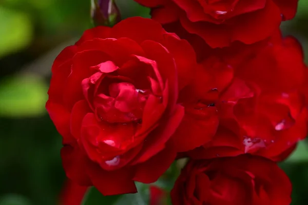 Rose Très Jolie Fleur Colorée Vue Rapprochée Dans Jardin — Photo