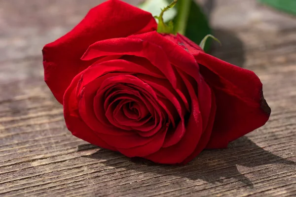 Červená Růže Dřevěném Pozadí — Stock fotografie