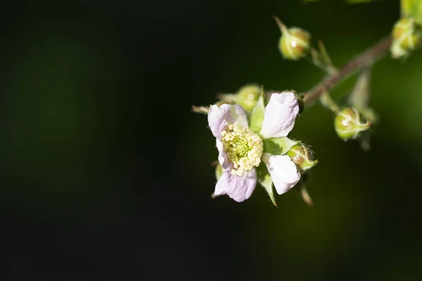 Vacker Botanisk Skott Naturliga Tapeter — Stockfoto