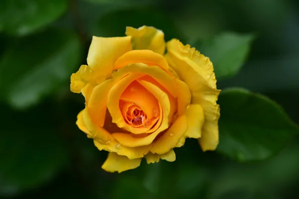 Stieg Die Sehr Hübsche Bunte Blume Nahsicht Garten — Stockfoto