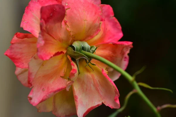 Rose Very Pretty Colorful Flower Close View Garden — Stock Photo, Image