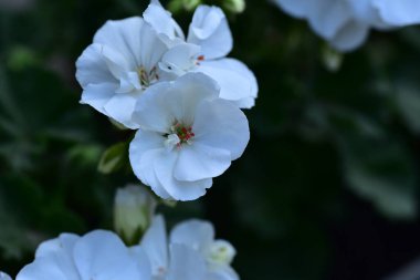 Güzel beyaz çiçeklerin yakın görüntüsü