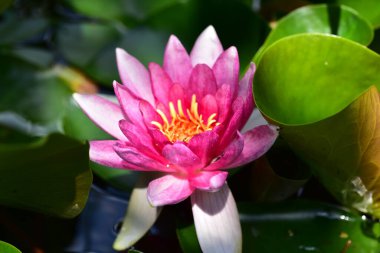 Gölette güzel pembe nilüfer çiçeği, yakın görüş.