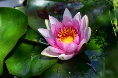 Gölette güzel pembe nilüfer çiçeği, yakın görüş.