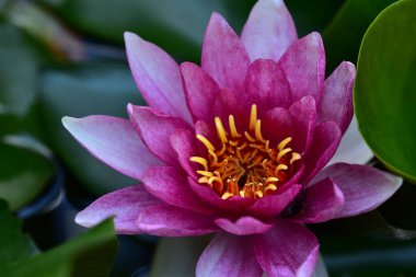 Gölette güzel pembe nilüfer çiçeği, yakın görüş.