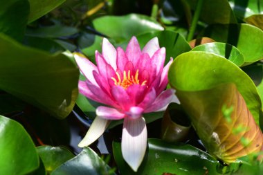 Gölette güzel pembe nilüfer çiçeği, yakın görüş.