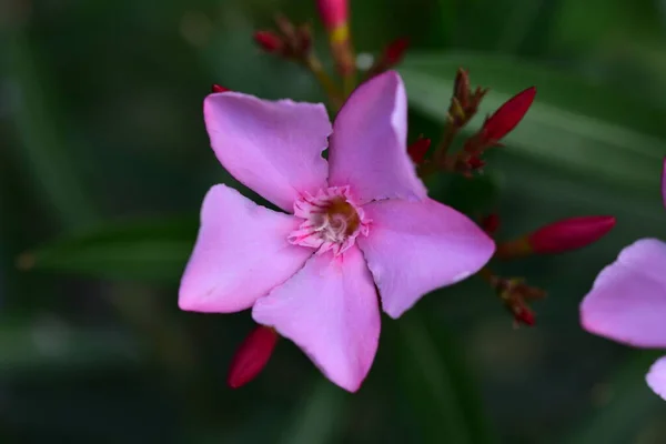 Blooming Pink Flowers Growing Garden — Stock Photo, Image