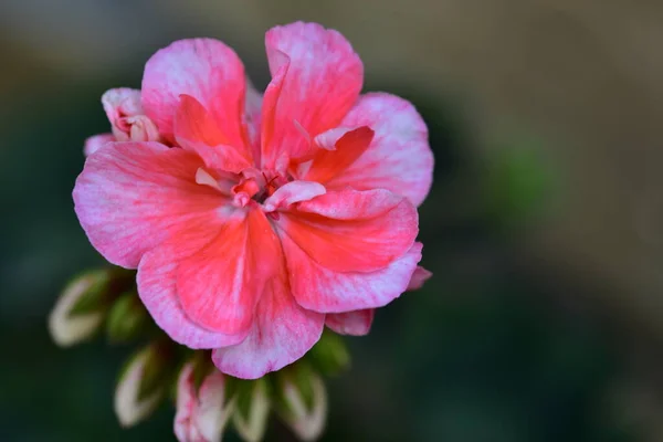 Floreciendo Flores Rosadas Que Crecen Jardín — Foto de Stock