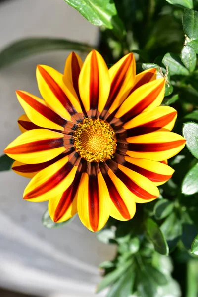Bahçede Büyüyen Güzel Turuncu Çiçekler — Stok fotoğraf