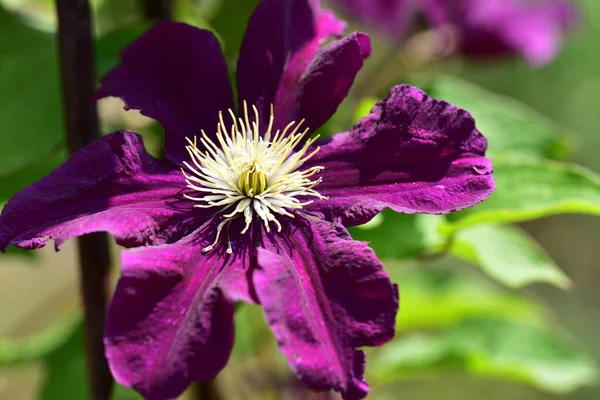 Tedere Paarse Bloemen Groeien Tuin — Stockfoto