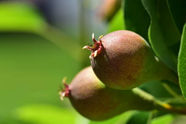 Frische Unreife Birnen Auf Dem Ast — Stockfoto