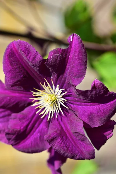 Нежные Фиолетовые Цветы Растут Саду — стоковое фото