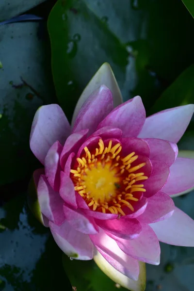 Beautiful Lotus Flower Garden — Stock Photo, Image