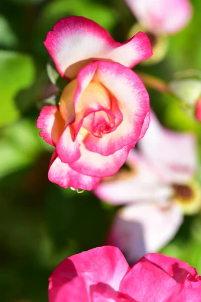Blooming Pink Flowers Growing Garden — Stock Photo, Image