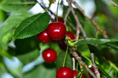 Bahçedeki ağaçta yeşil yapraklı taze kırmızı kirazlar