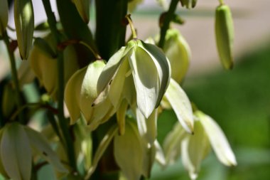 Güzel beyaz çiçeklerin yakın görüntüsü